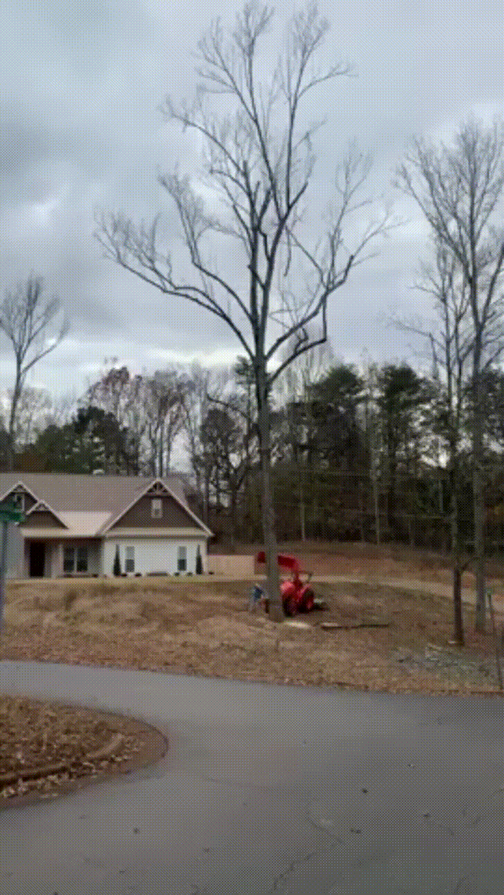 A sequence of six images shows a person operating a red tree trimmer near a house, then a large tree falling and crashing…