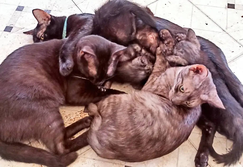 A Cozy Mountain of Cats