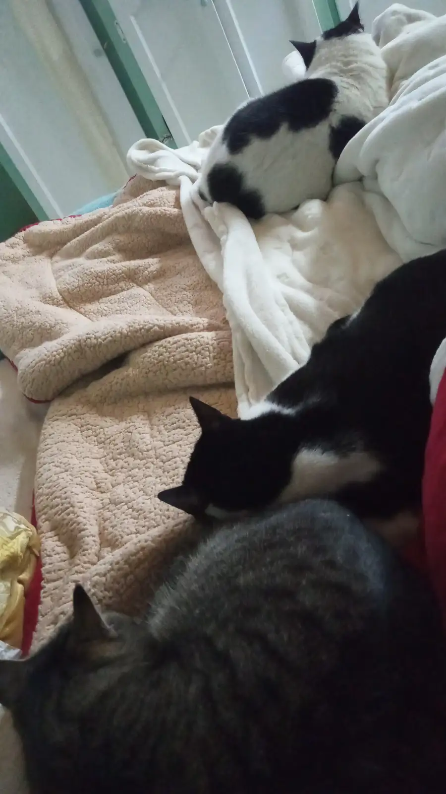 Three cats are sleeping on a bed covered with blankets, one black and white cat is curled up near the top, another black and…