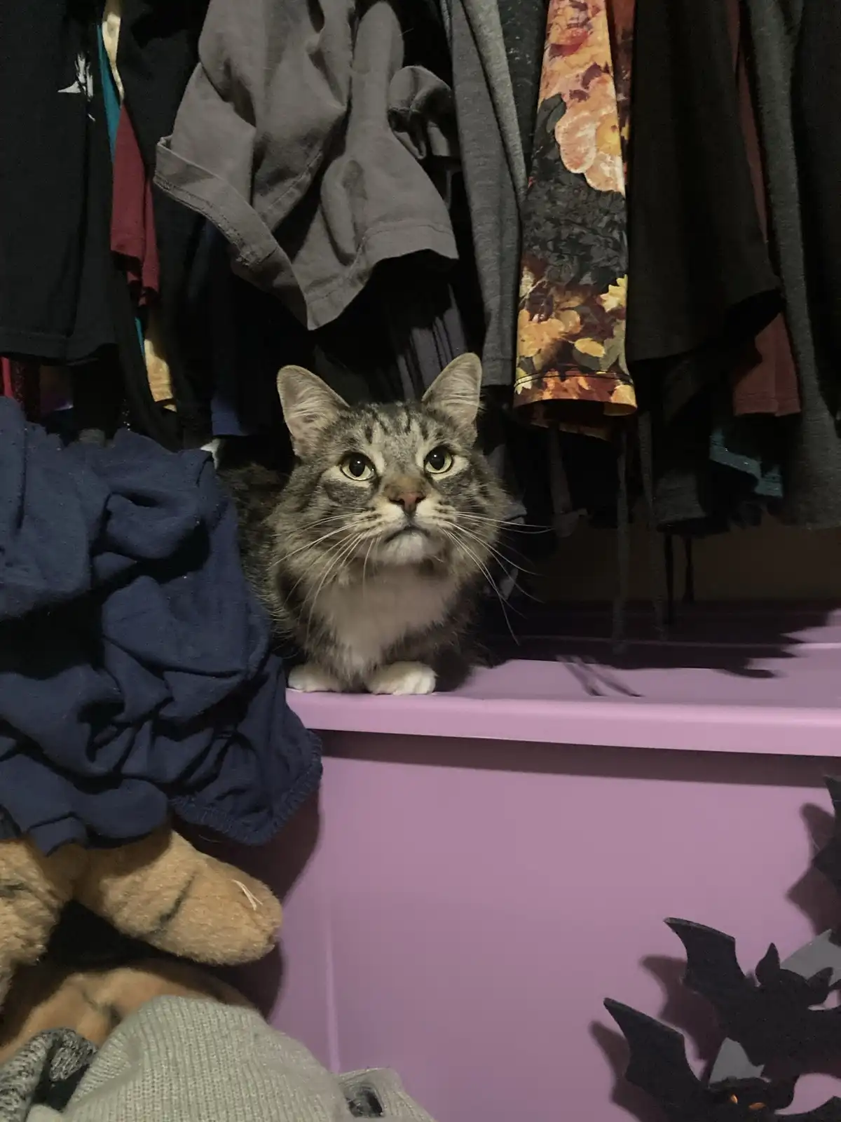 A tabby cat with wide, startled eyes sits atop a purple storage bin in a cluttered closet filled with hanging clothes. The…