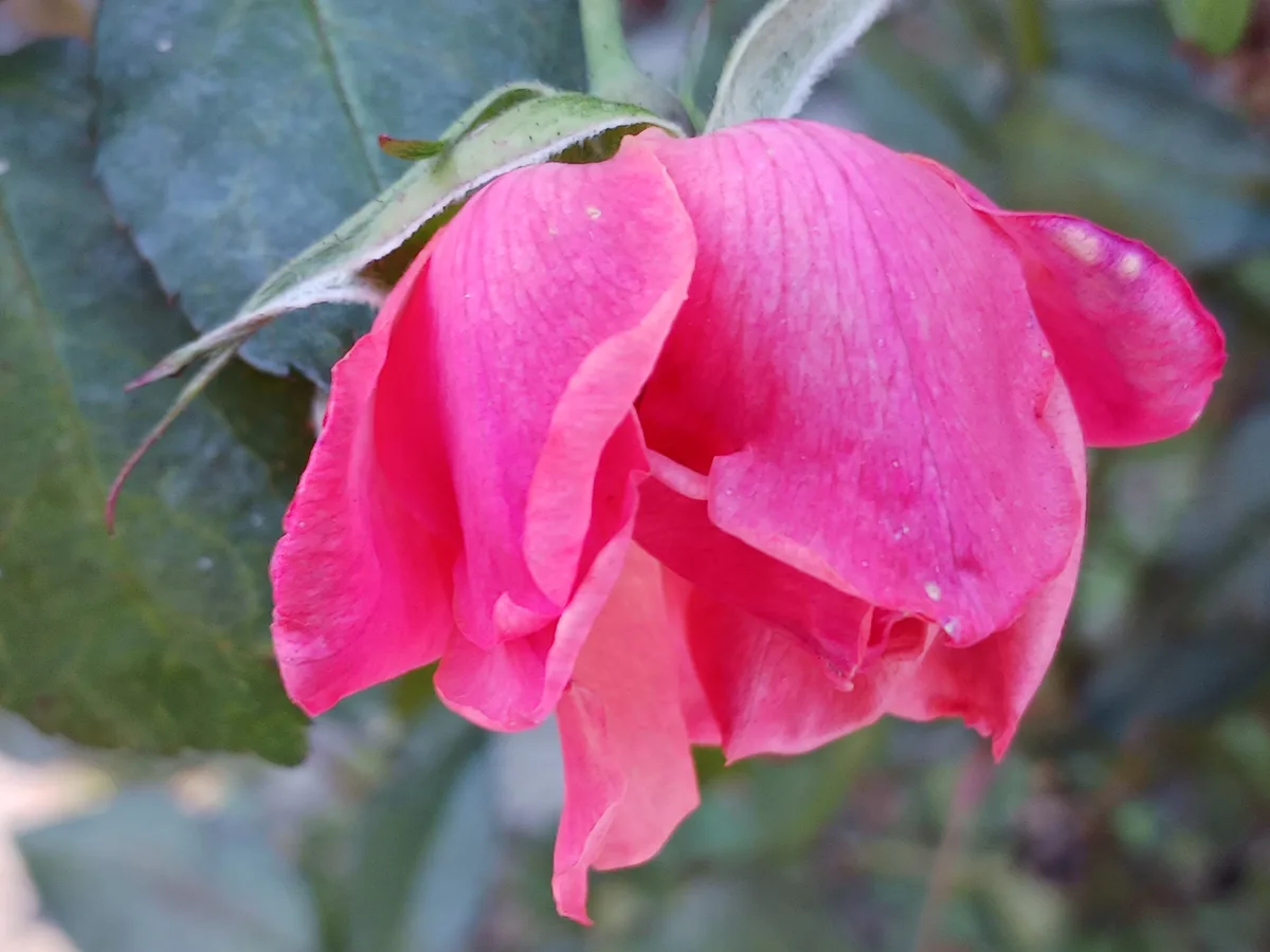 A close-up photo of a pink rose with slightly wilted petals and green leaves in the background. The image has the overlaid…