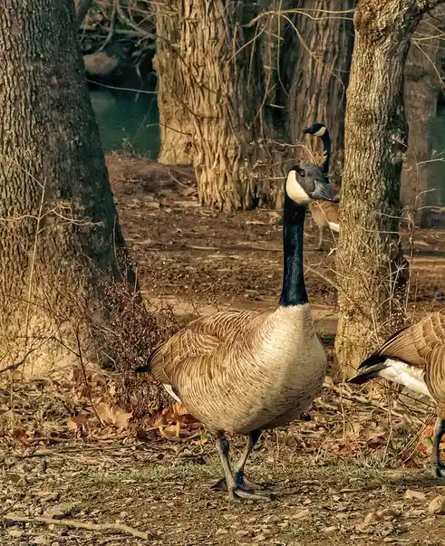 A Canada goose stands prominently in a wooded area with fallen leaves and tree trunks, looking directly at the camera…