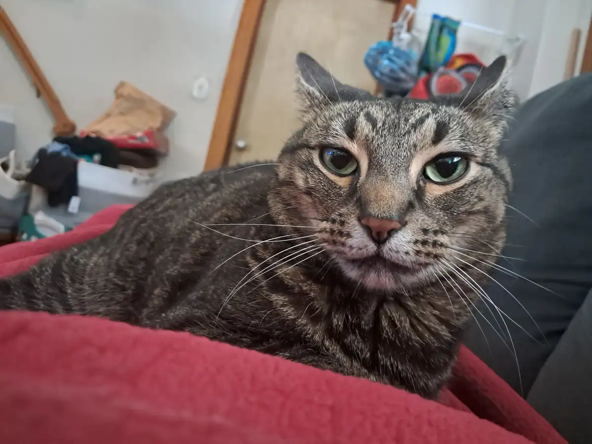 A tabby cat with green eyes and a slightly grumpy expression lies on a red blanket, looking directly at the camera. The…