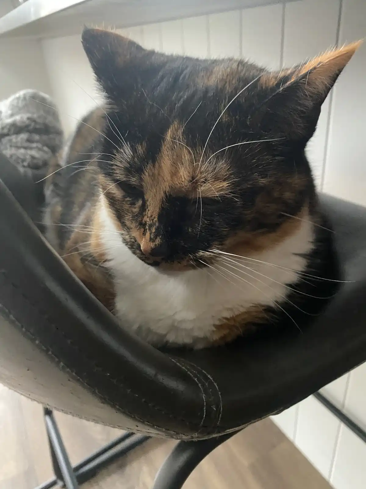 A calico cat with black, orange, and white fur is curled up and sleeping soundly in a black leather chair. Its eyes are…