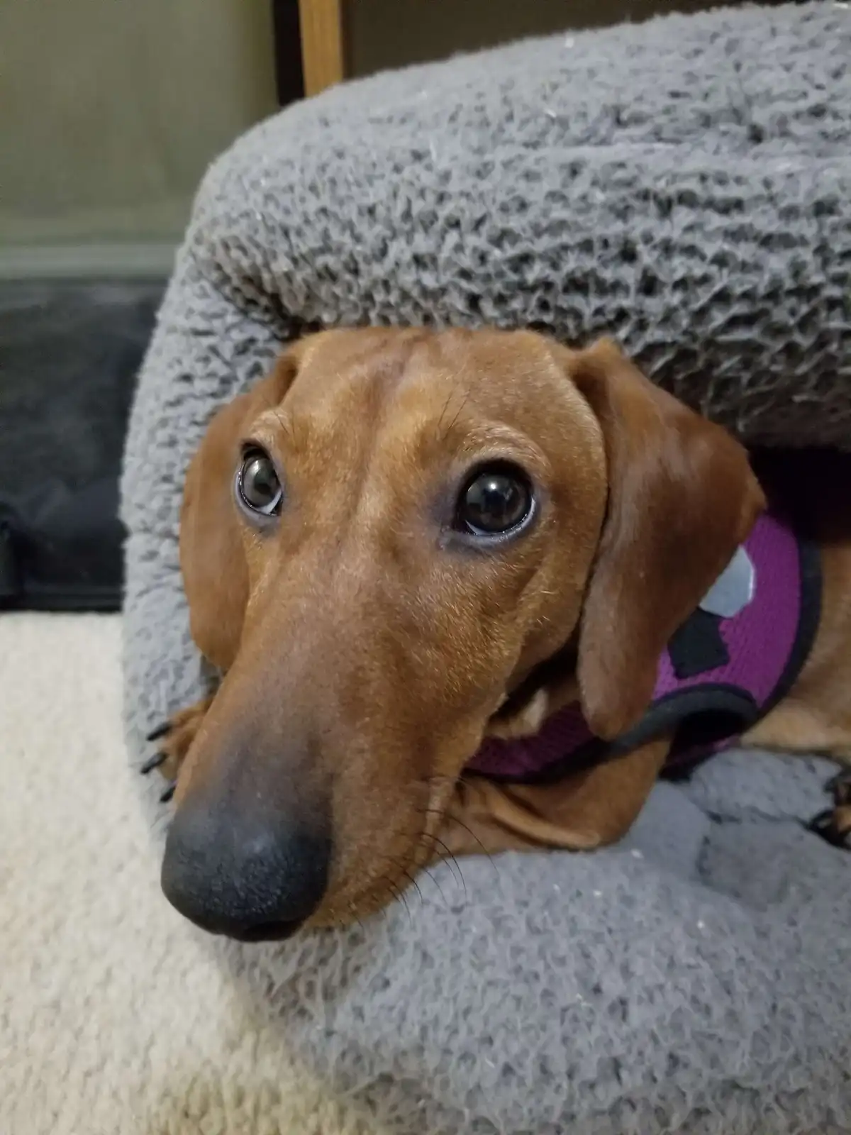 A close-up of a brown dachshund with large, expressive eyes looking directly at the camera, peeking out from under a grey…