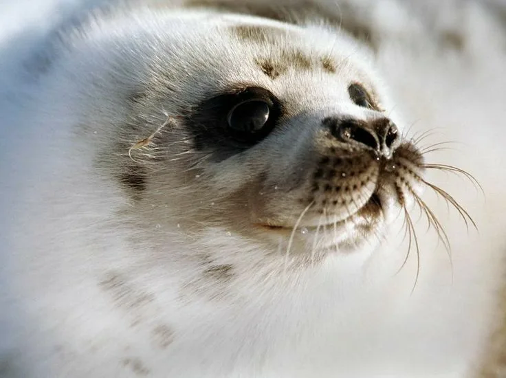 A close-up photo of a young seal pup with fluffy white fur, dark eyes, and whiskers, looking upward with a slightly open…