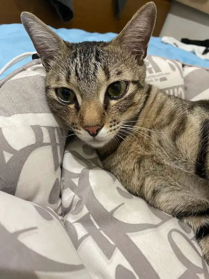 A tabby cat with wide, unimpressed eyes lies on a patterned gray and white blanket, looking directly at the camera with a…