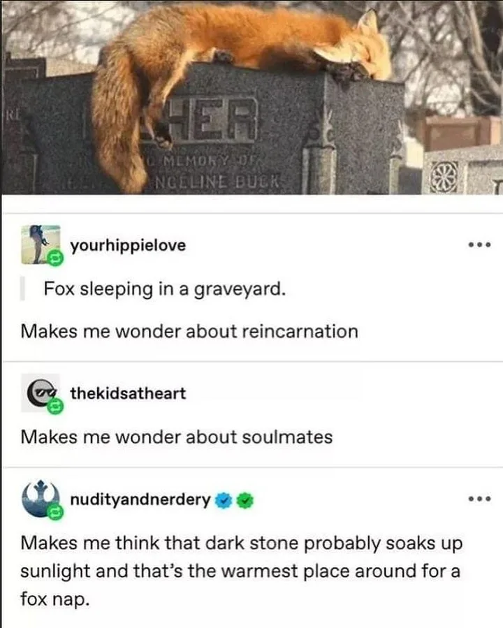 A red fox is sleeping soundly on top of a dark grey gravestone in a cemetery. The gravestone has partially visible engraved…
