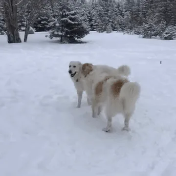 A six-panel sequence shows two fluffy dogs in a snowy landscape. Initially, they are seen from behind, then one turns to…