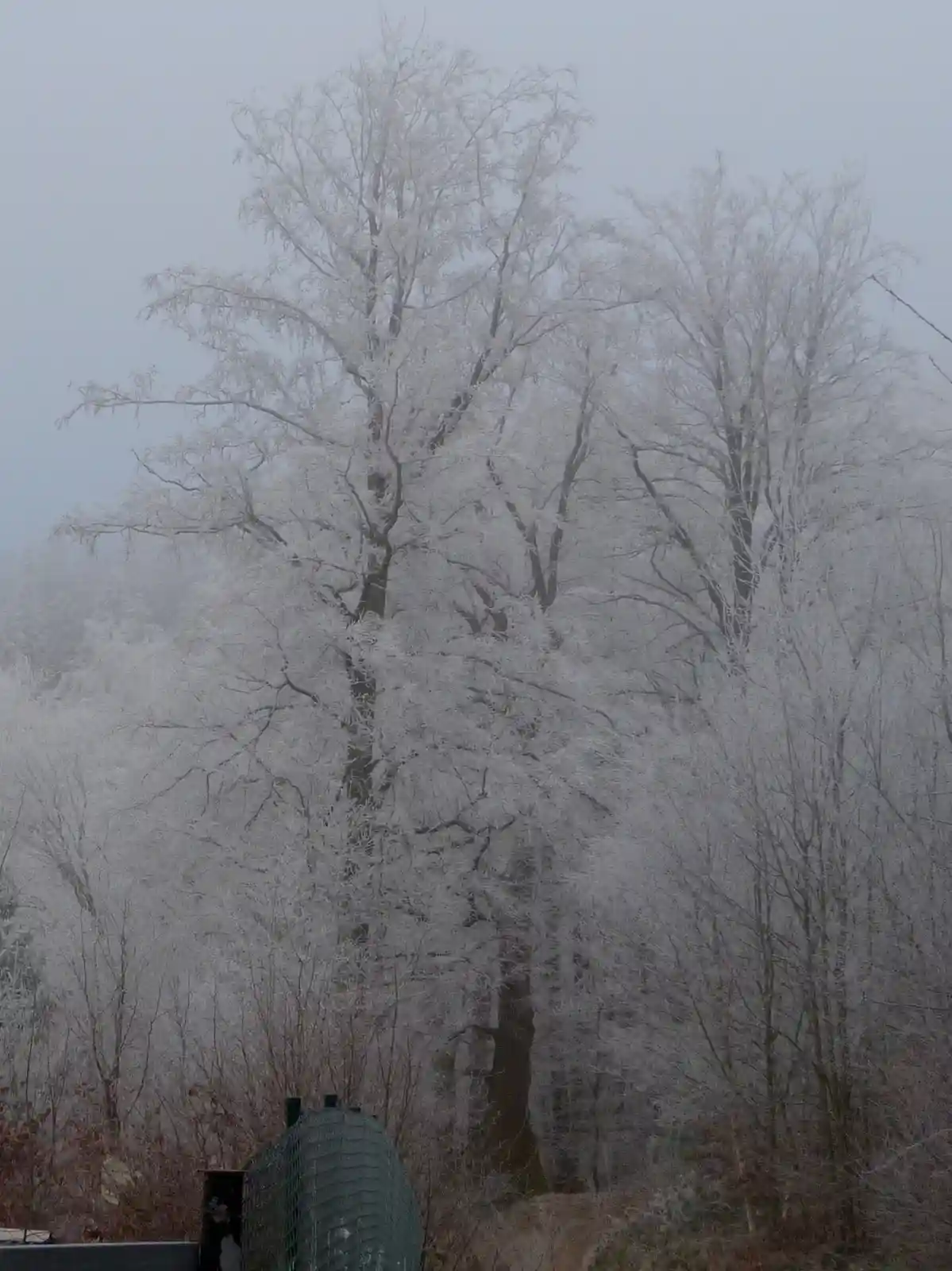 A Frosty Day to Remember