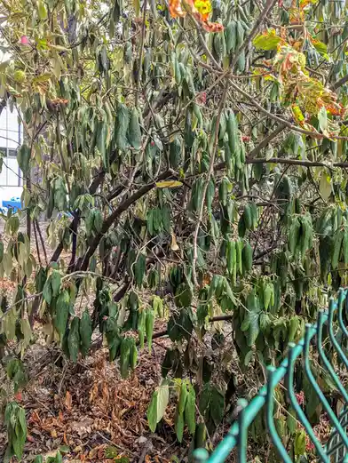 A dense, leafy bush with some brown, decaying leaves and small red berries is shown behind a green chain-link fence. The…