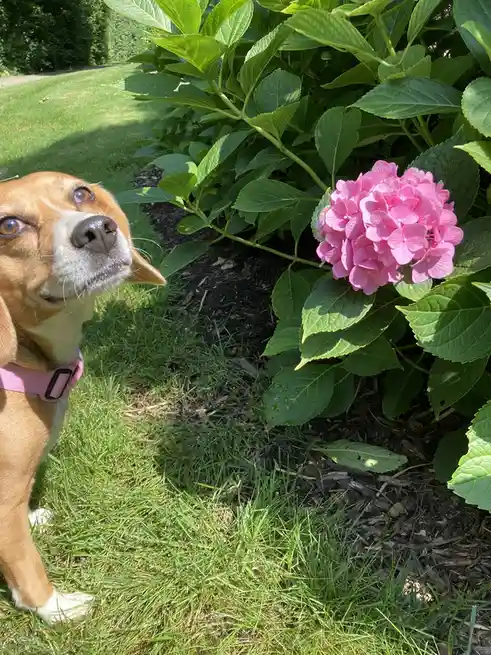 A brown and white beagle wearing a pink collar stares upward with wide, innocent eyes at a large pink hydrangea flower…