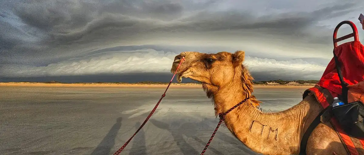 A camel with the letters 'PTM' scratched into its neck stands in a vast, flat, sandy landscape under a dramatic, cloudy sky…