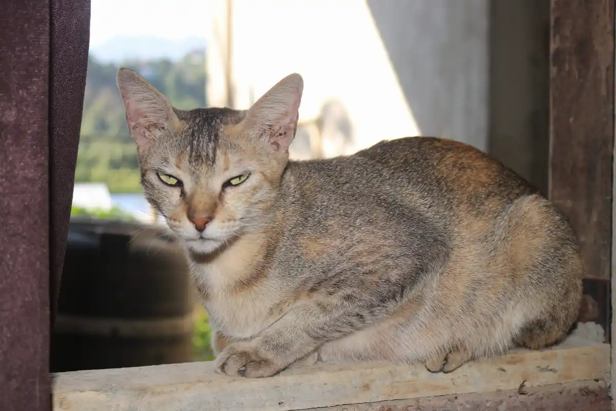 A tabby cat with green eyes sits calmly on a windowsill, looking directly at the camera with a relaxed, slightly smug…