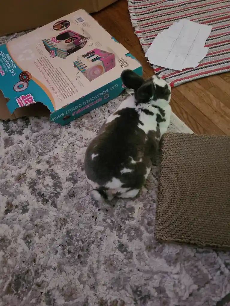 A black and white rabbit sits on a fluffy rug, facing away from the camera, next to a cardboard box labeled 'Cat Scratcher…