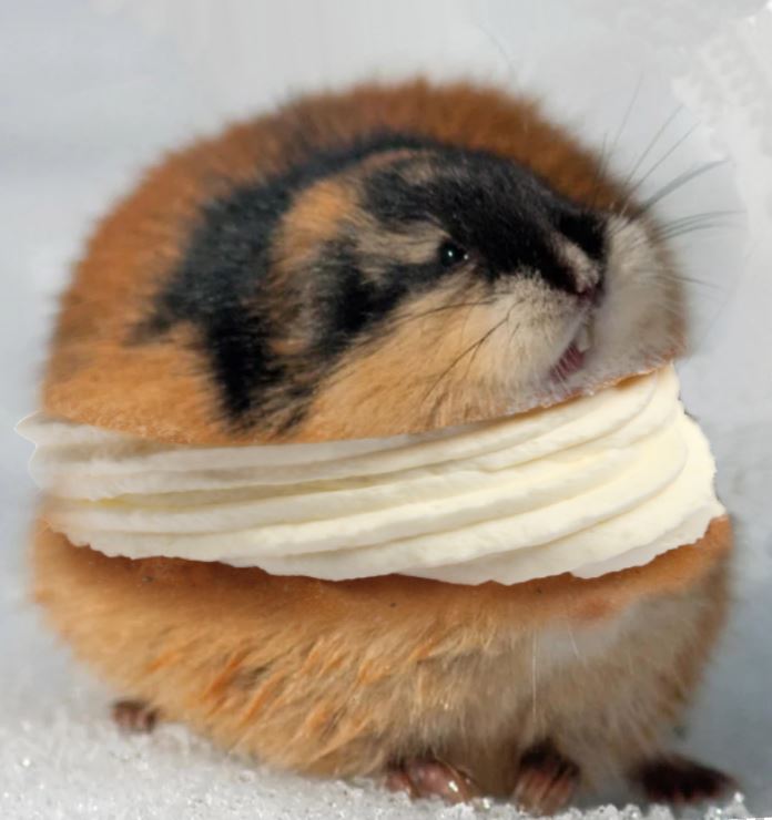 a small, round, fluffy hamster with brown and black fur is shown with a thick, white, swirled cream or frosting wrapped…