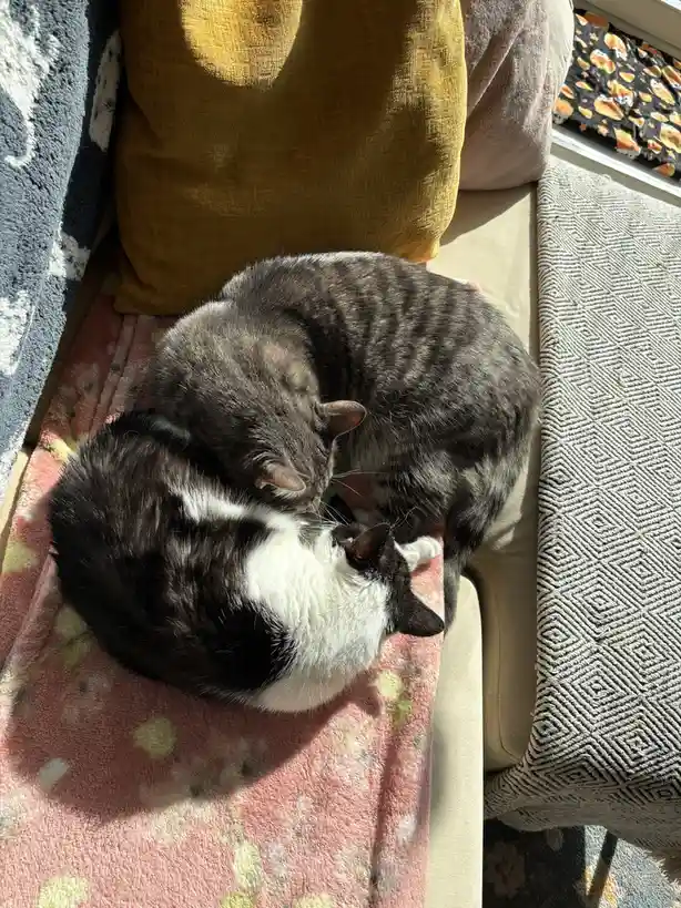 Two cats, one gray tabby and one black-and-white, are curled up together on a pink floral blanket on a couch, basking in…