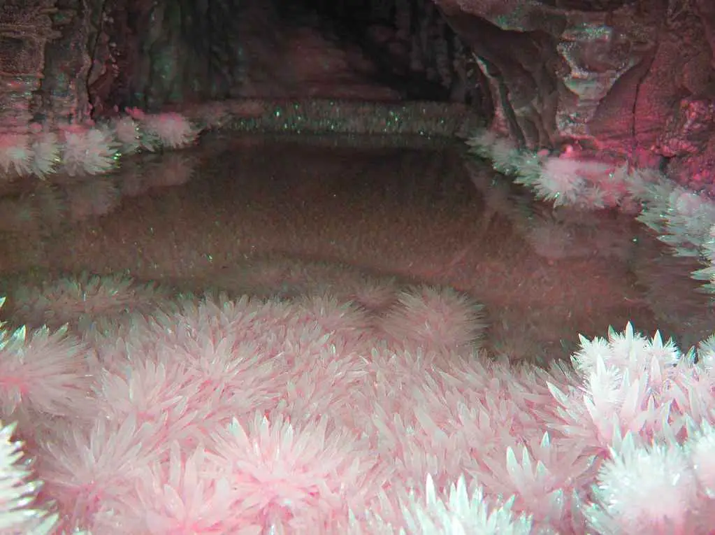 A dimly lit cave interior with numerous pinkish-white, spiky crystalline formations resembling flowers or coral, growing…