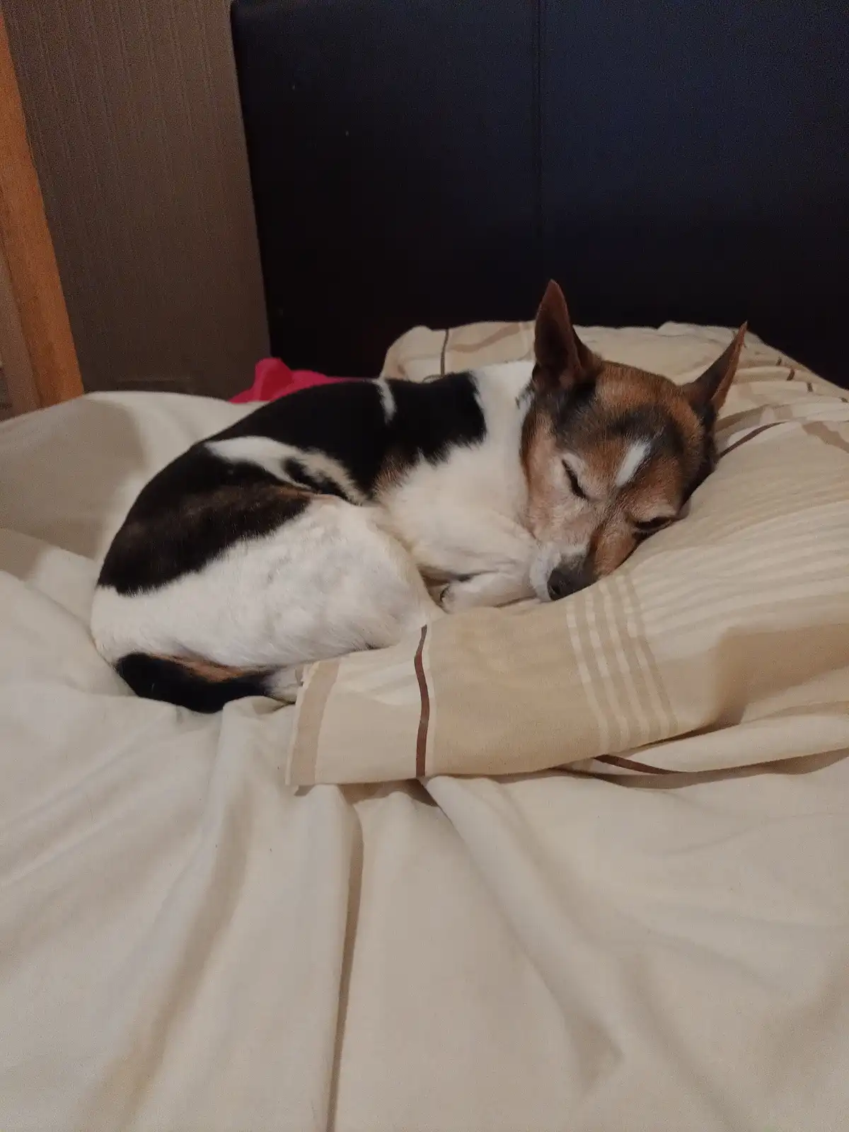 a small tricolor dog with black, white, and brown fur is curled up and sleeping soundly on a beige striped pillow on a bed…