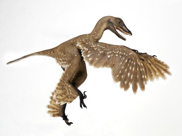 A brown feathered dinosaur model with wings spread, mid-air against a white background, with the text 'i'm not a bird, i'm a…