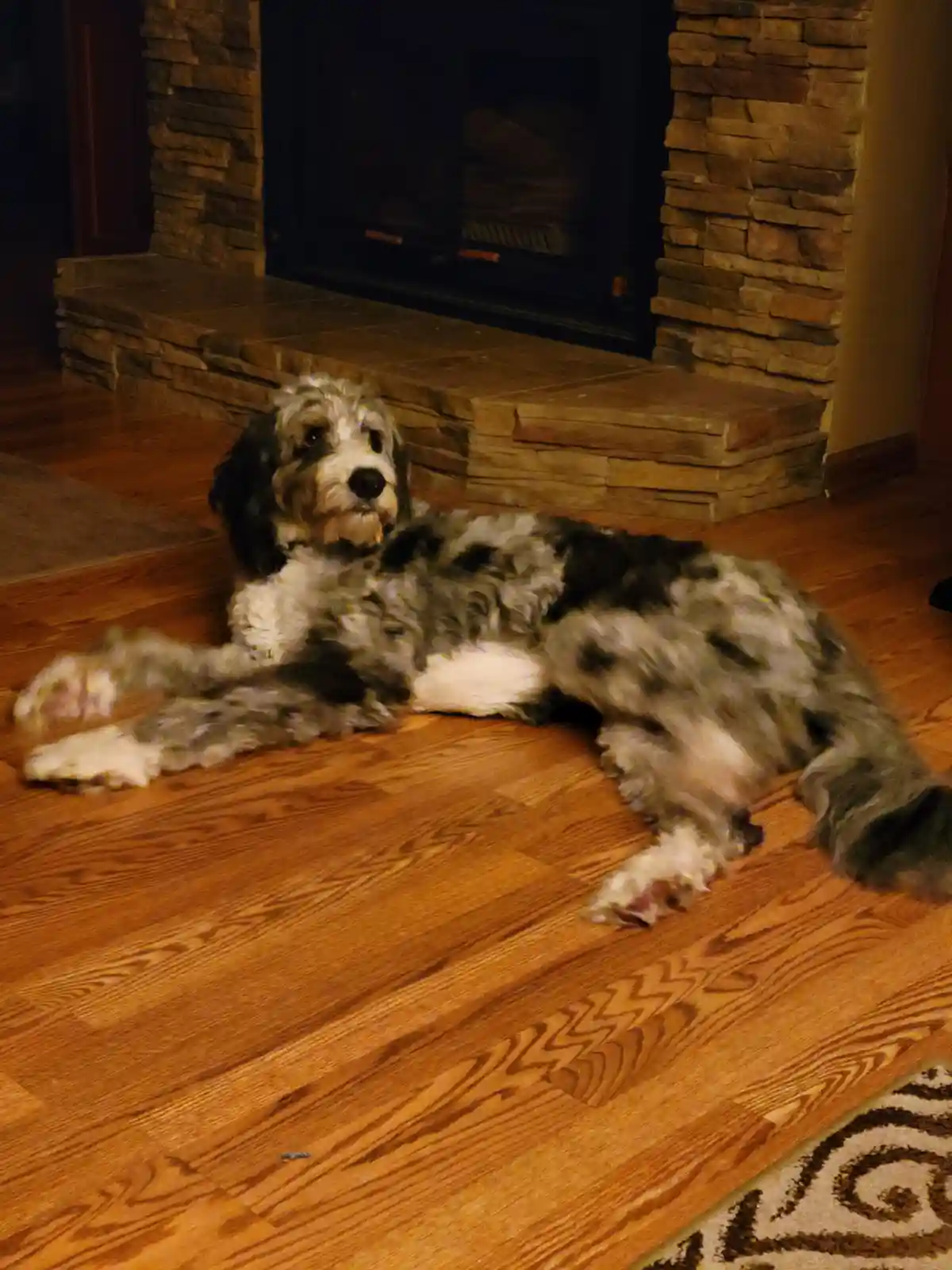 A fluffy, black-and-white dog with shaggy fur lies sprawled on a hardwood floor in front of a stone fireplace. The dog looks…