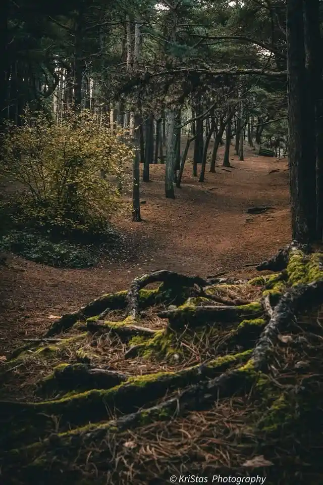 The journey ahead unfolds on the path.
