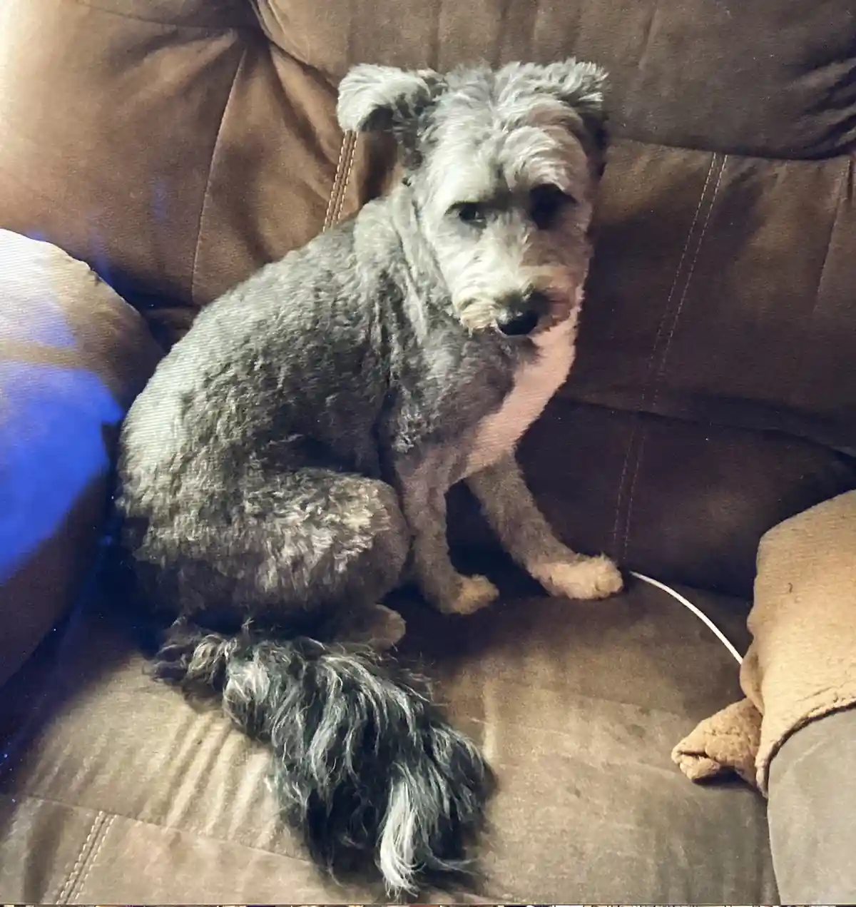 A scruffy, gray-and-white dog with a shaggy coat sits on a brown leather couch, looking directly at the camera with a…