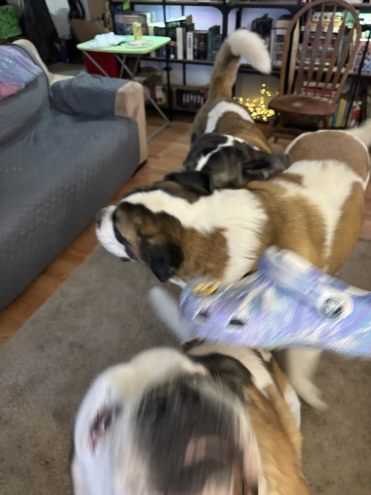 Three large, brown-and-white dogs are captured in motion blur as they playfully wrestle over a blue and white plush toy on a…
