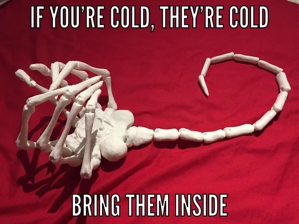 A white plastic scorpion skeleton model lies on a red fabric background. The text overlaid in bold white capital letters…