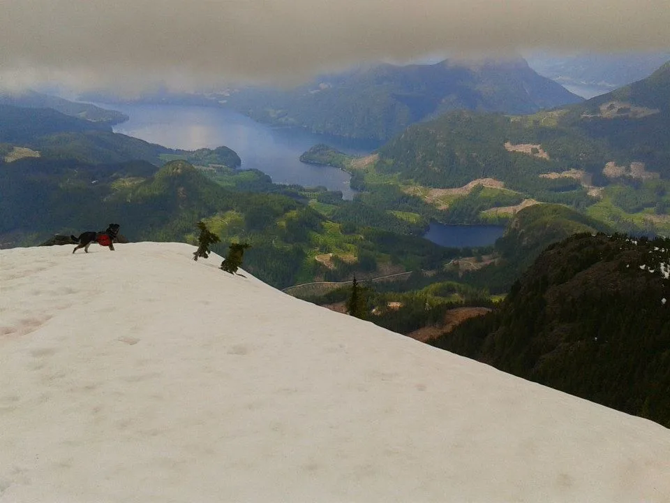 A dog wearing a red vest stands on a snowy mountain ridge overlooking a vast valley with lakes and forested hills under a…