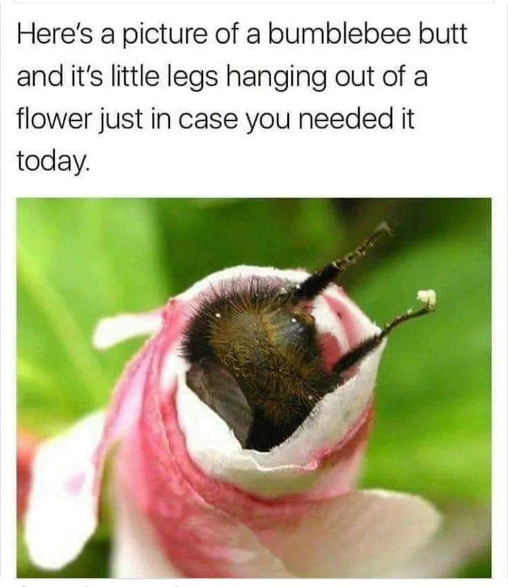 A close-up photo shows the rear end of a fuzzy bumblebee partially inside a pink and white flower, with its legs dangling…