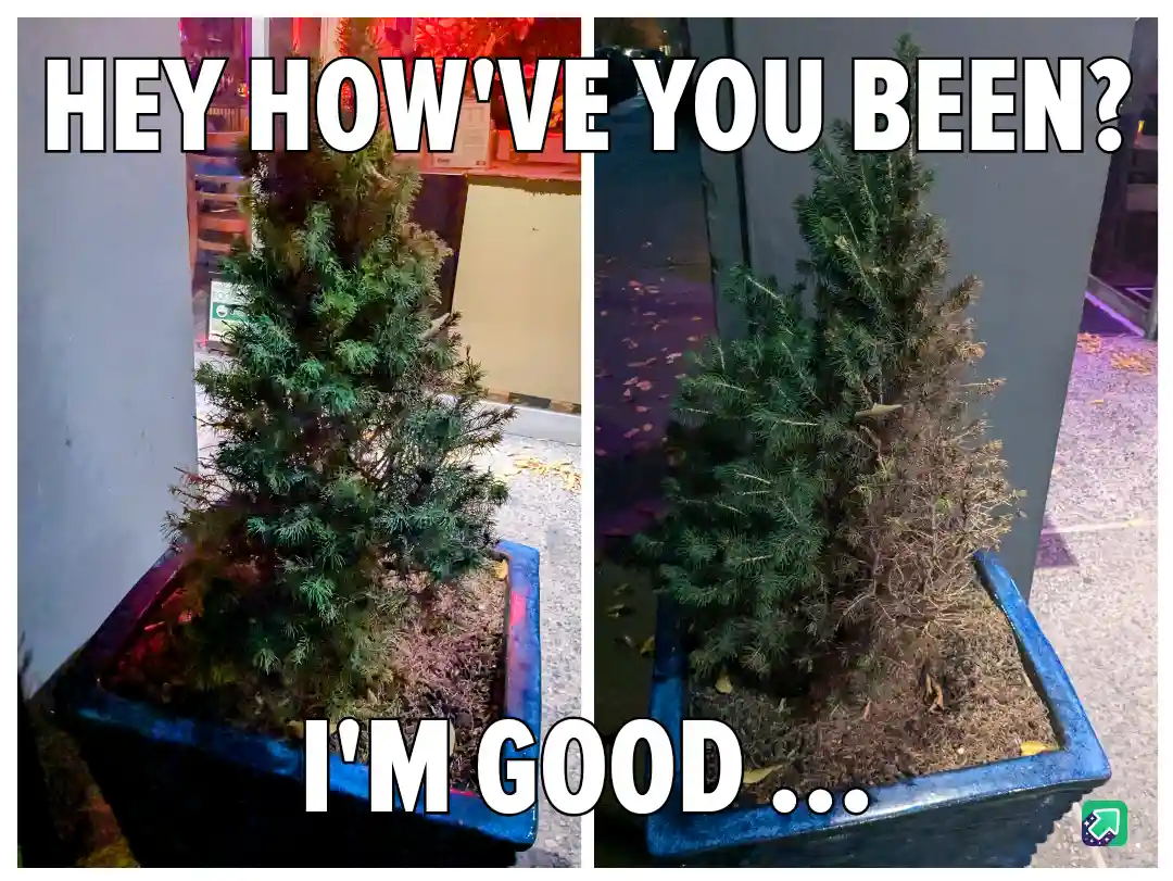 A split image shows the same potted evergreen tree in two states: left side vibrant and green, right side brown and…