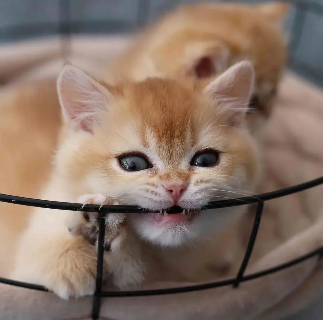 A small, fluffy orange kitten with wide, startled blue eyes peers over the edge of a black wire basket, its tiny paw resting…