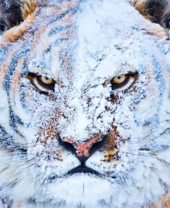 A close-up of a tiger's face covered in snow, with only its eyes, nose, and whiskers visible. The overlaid text reads 'i'm…