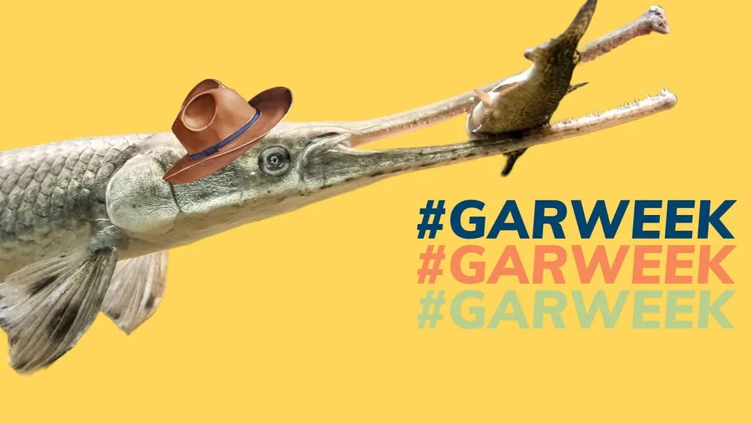 A gar fish wearing a brown cowboy hat is shown against a yellow background, holding another smaller gar fish in its long…