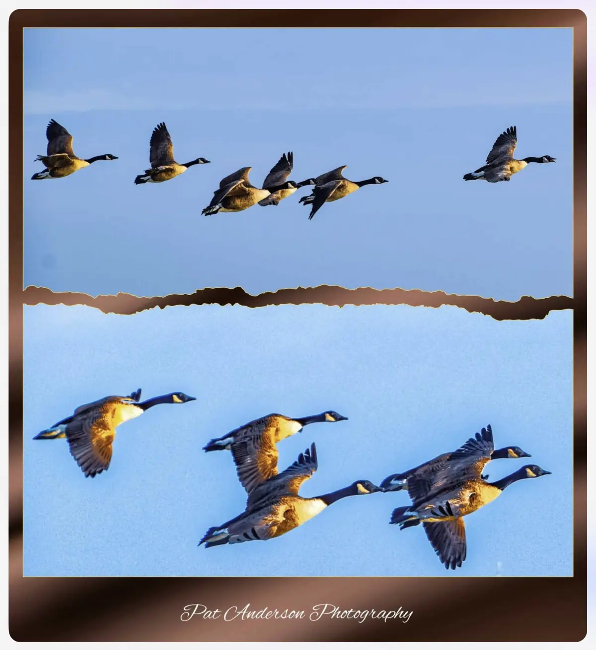 The image shows two photos of geese flying in a v-formation against a clear blue sky, separated by a torn paper effect. The…