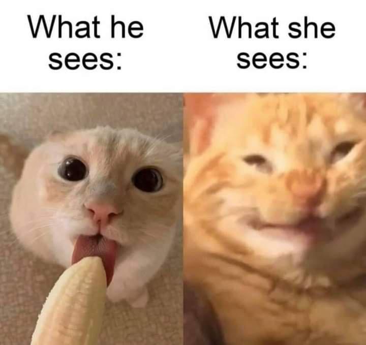 A Tiny Collection of Memes and Other Fun Finds
