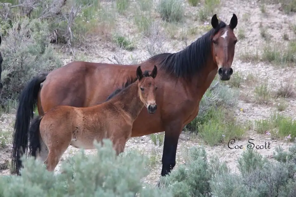 A brown mare and her smaller brown foal stand together in a dry, brushy field. The foal, positioned in front of the mare…