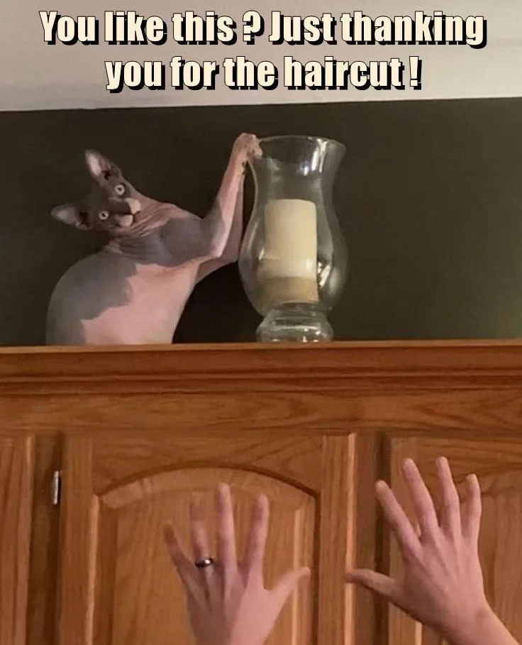 A hairless cat with large ears and wide eyes is perched on top of a wooden cabinet, holding a glass vase containing a…