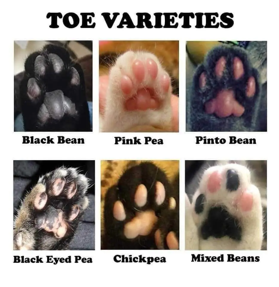 A meme image titled 'TOE VARIETIES' displays six close-up photos of different cat paw pads, each labeled with a bean variety…