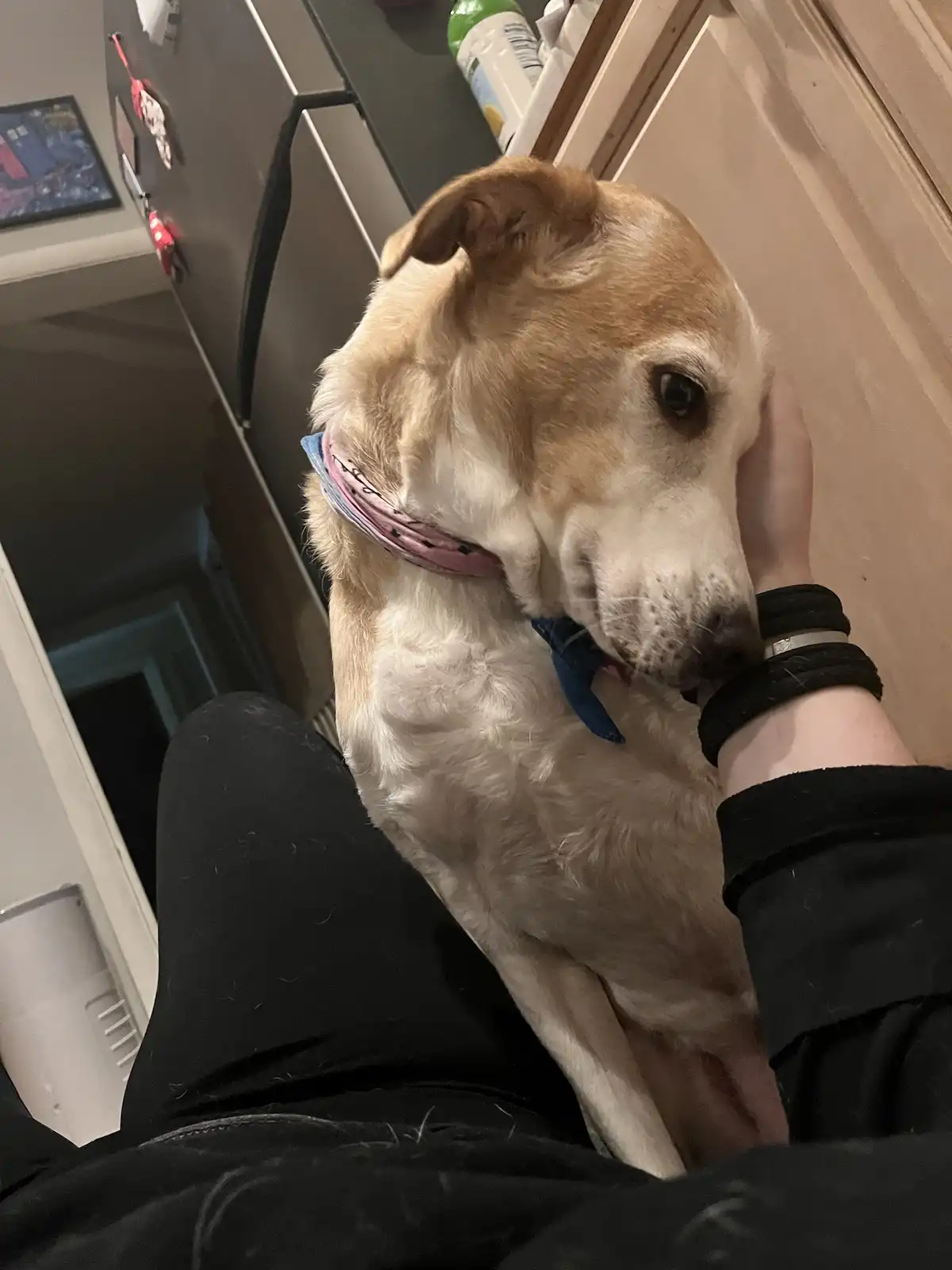 Harley's Heroic Rescue: When I Ended Up on the Floor