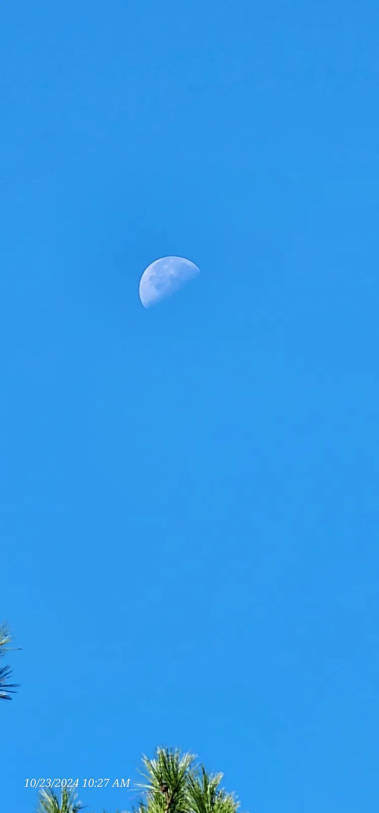 A crescent moon is visible in a clear, bright blue sky, with the tops of pine trees framing the bottom of the image. A…