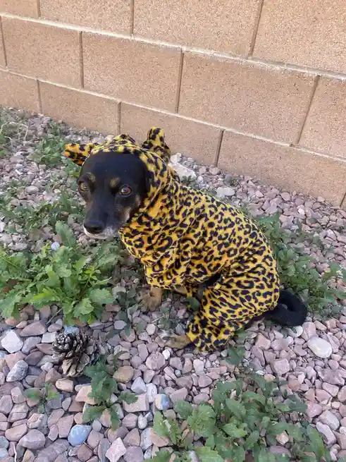 A small black dog wearing a full-body leopard-print costume with attached ears sits on gravel and weeds in front of a brick…