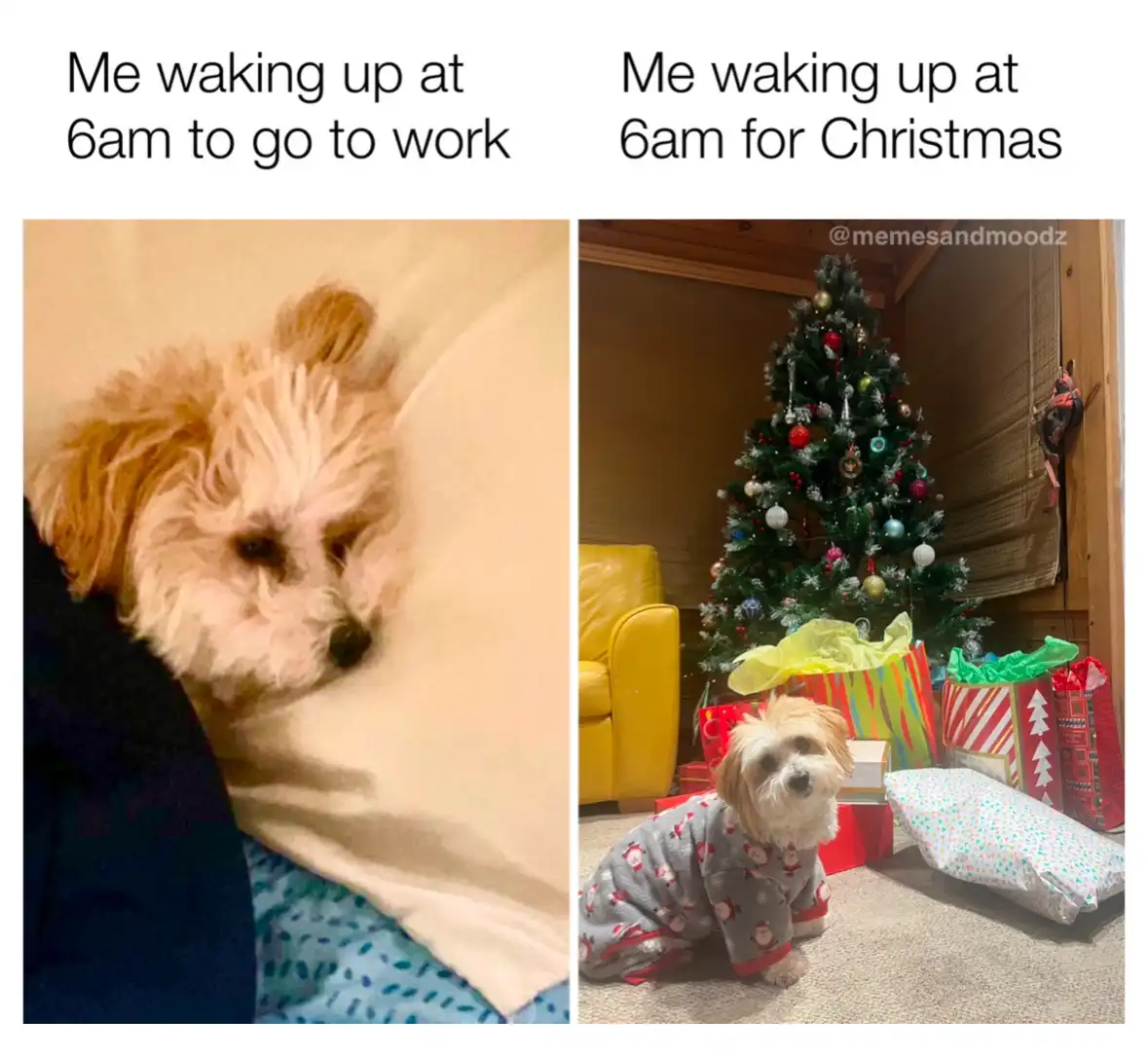 A split image shows a fluffy dog looking tired and unenthusiastic in bed on the left, labeled 'Me waking up at 6am to go to…