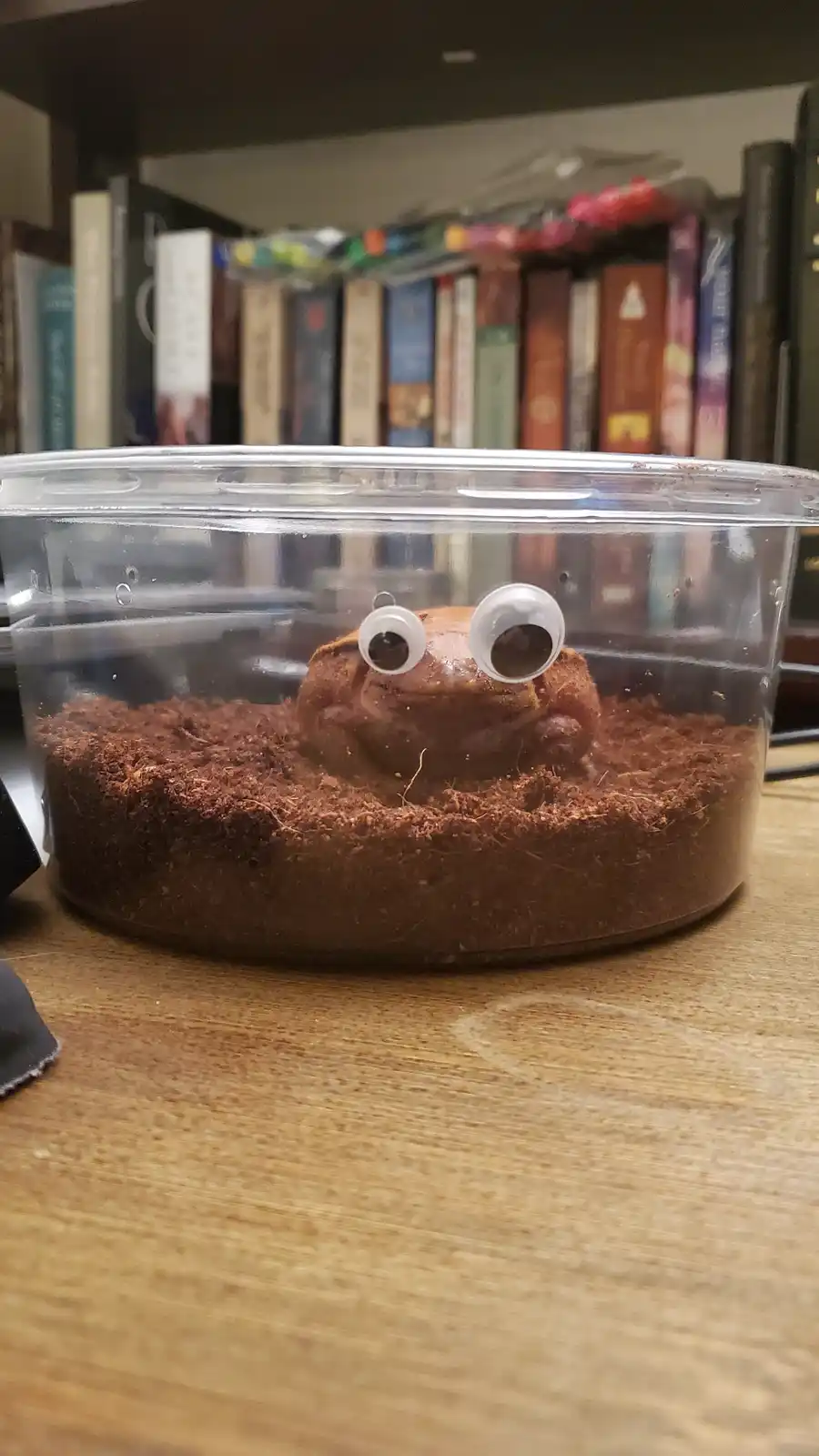 A small brown frog sits partially buried in brown soil inside a clear plastic container, with large, comically oversized…