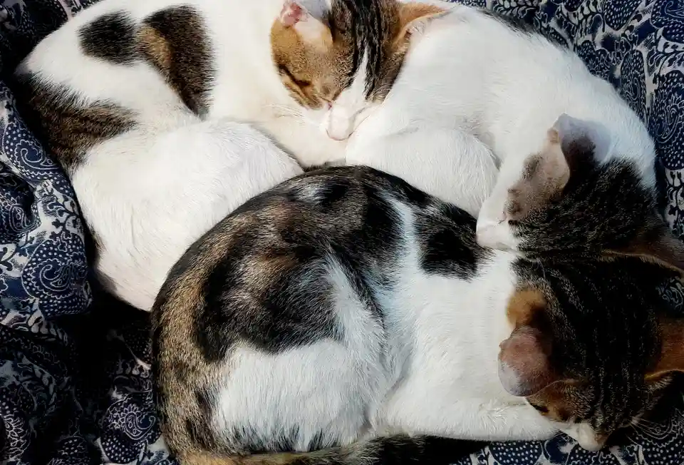 Two calico cats are curled up and sleeping soundly on a blue and white paisley-patterned blanket. Their bodies are pressed…