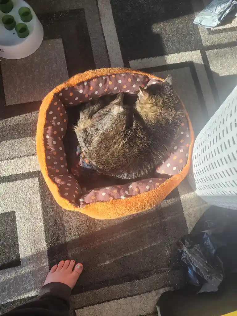 A top-down photo shows a tabby cat curled up and sleeping inside a round, orange-furred pet bed with a brown polka-dot…