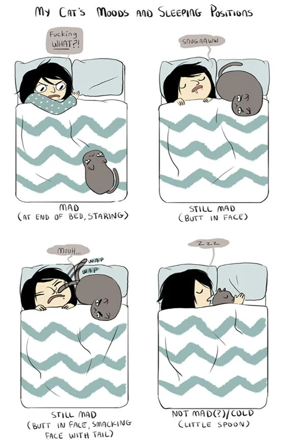 A four-panel comic strip shows a woman in bed with her cat, illustrating how the cat's sleeping positions correspond to her…