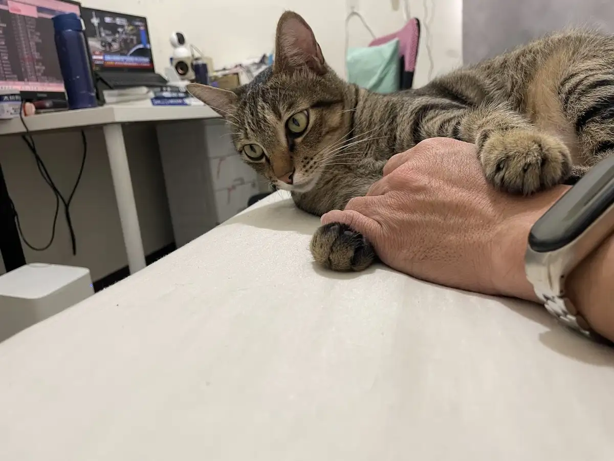 A tabby cat lies on a desk, its paws resting on a person's hand, looking directly at the camera with wide, unimpressed eyes…