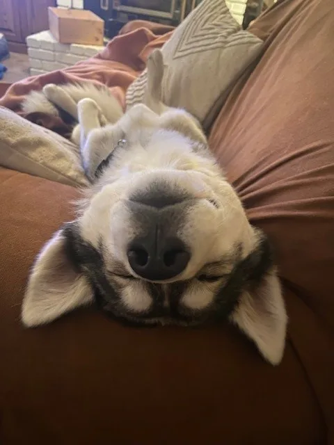 A husky dog is lying on its back on a brown couch, appearing deeply asleep with its eyes closed and mouth slightly open. The…